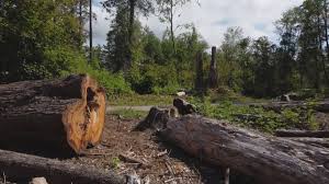 Trusted Romney, WV Tree Services Experts