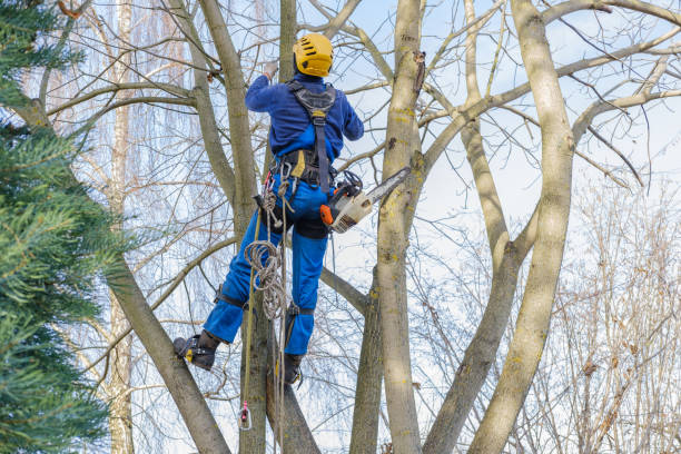 Best Hazardous Tree Removal  in Romney, WV