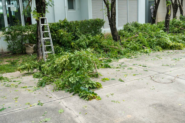 How Our Tree Care Process Works  in  Romney, WV
