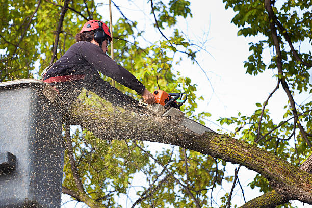 Best Tree and Shrub Care  in Romney, WV